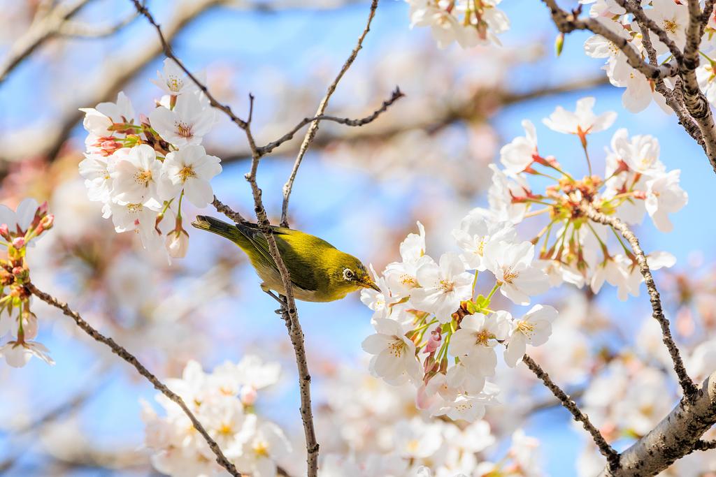 桜とメジロ