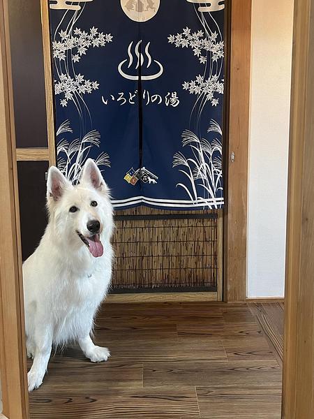 いろどりの湯前で佇む白い犬