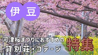 今年の春は、桜まつりに行こう！【河津桜まつり・伊豆編】