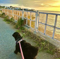 Blue Dog House　保田海岸-image