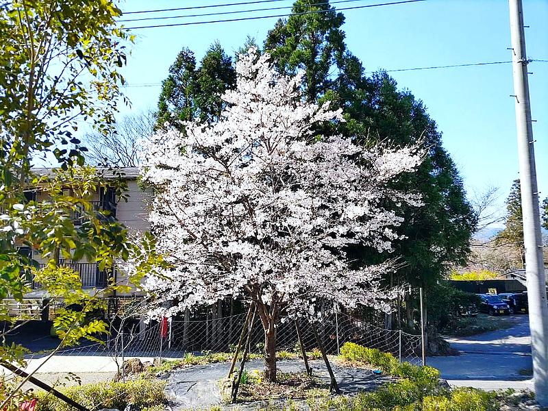 満開の桜の木が青空の下で咲き誇る風景。背後には背の高い木々や住宅が見え、春の暖かさを感じさせる光景が広がっている。