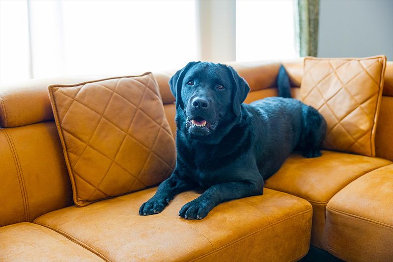 お部屋の中でもずっと愛犬と一緒にお過ごしいただけます。