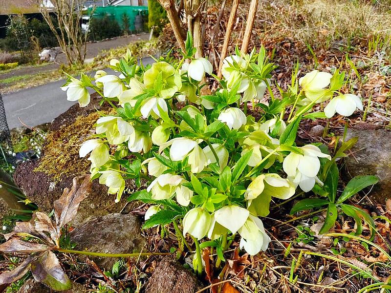 庭の一角に咲く白い花。緑の葉の中から可憐な白い花が顔を出し、自然の中で鮮やかな存在感を放っている。背景には小道や植物が広がり、穏やかな風景が広がっている。