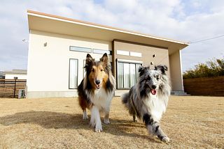 お友達と一緒や、多頭飼いの家族も勿論、大丈夫！