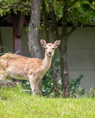  ひめしゃら/【別館】新燃-image