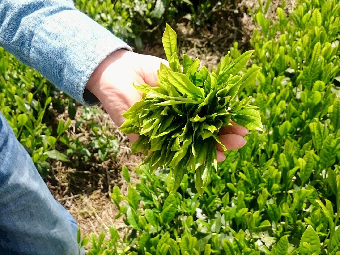 ・【茶畑】左京園12代目、13代目が作るお茶を是非一度お召し上がりください