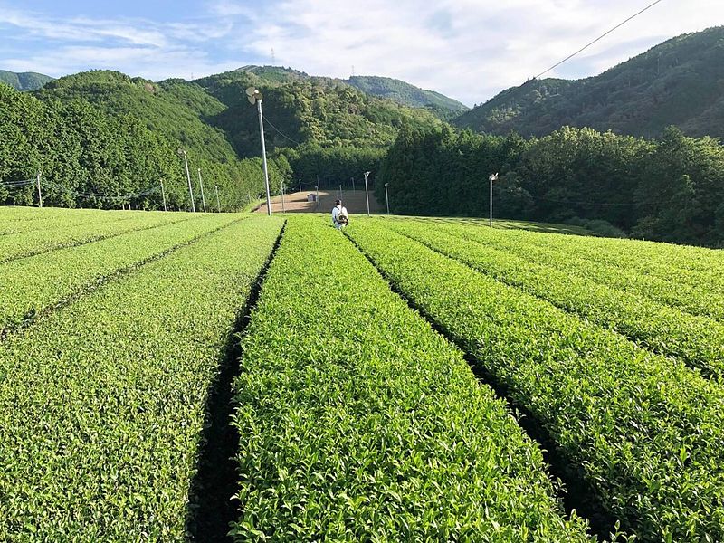 ・【茶畑】代々続く自家農園で、育成、収穫、製造全てを行っております。