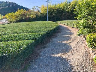 ・【茶畑】緑豊かな茶畑の景色と共に、ゆったりとした時間をお過ごしいただけます