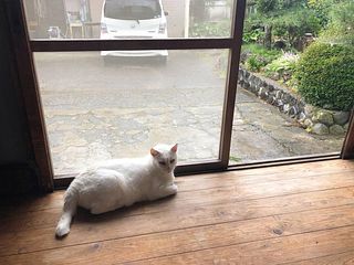 【猫】愛くるしい看板猫とのふれあいで、心も体も癒されること間違いなし