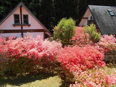 ログコテージリトルベアーズ単独棟 / 栃木県 日光・中禅寺湖