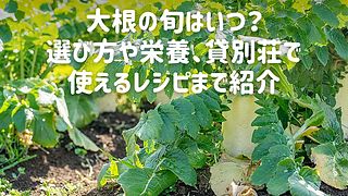 大根の旬はいつ？選び方や栄養、貸別荘で使えるレシピまで紹介