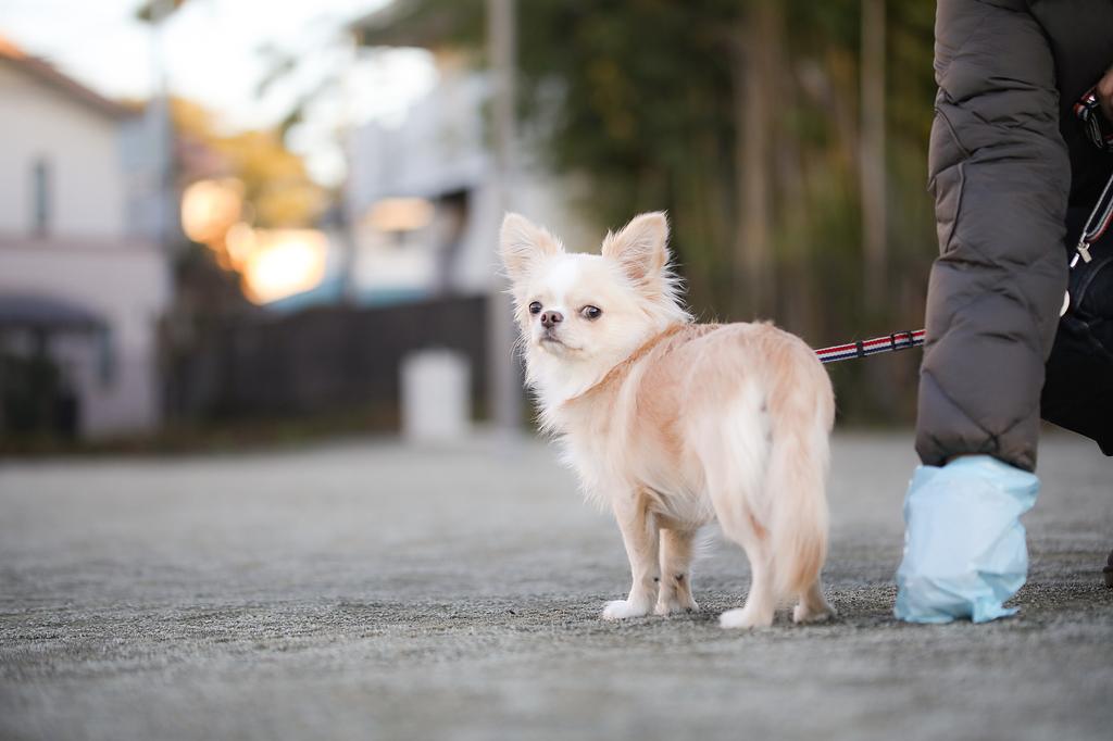 犬の散歩の基本とマナー