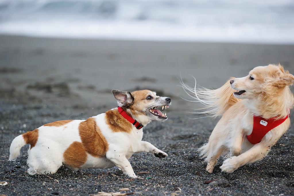 愛犬の散歩でよくある困りごととその対策