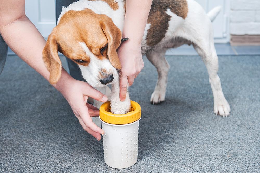 室内犬のための便利グッズ