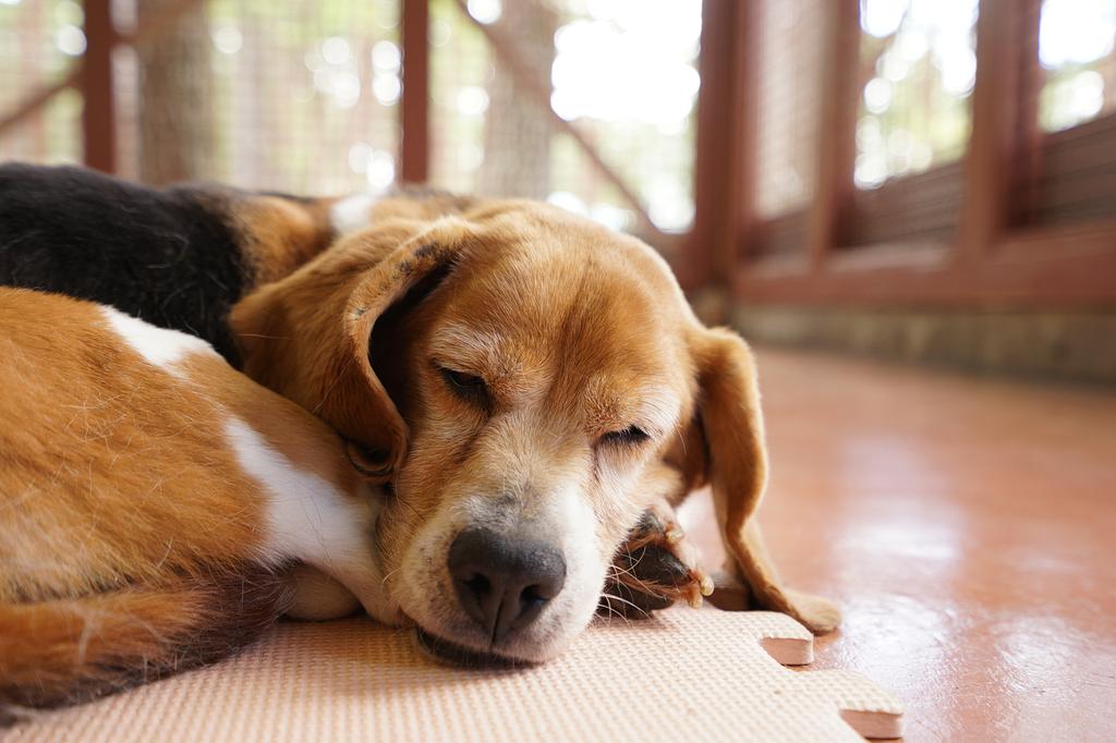 愛犬と初めての旅行・お泊まりで気を付けること