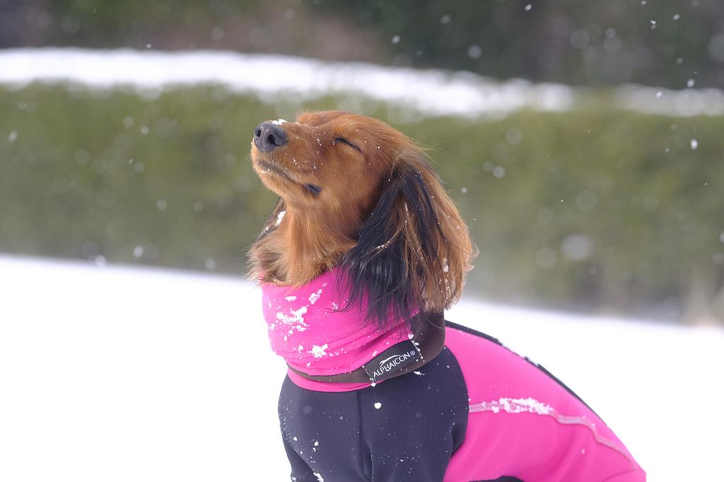 愛犬と旅行に行くのは何月がおすすめ？